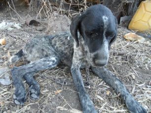Λέσβος: Σε κρίσιμη κατάσταση το βαρελόσκυλο 1.600 ευρώ πρόστιμο στον ιδιοκτήτη του